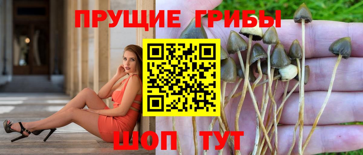Псилоцибиновые грибы Cubensis  наркотики  Сосновый Бор  Псилоцибиновые грибы Psilocybe  Вход с VPN 